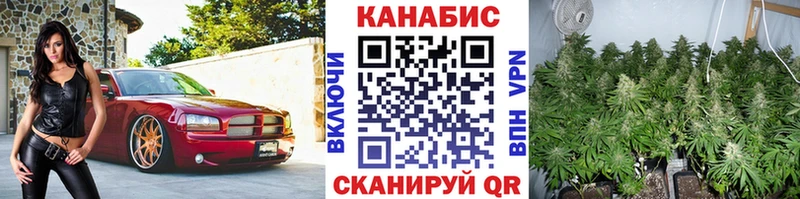 где найти Щучье Бошки Шишки гибрид